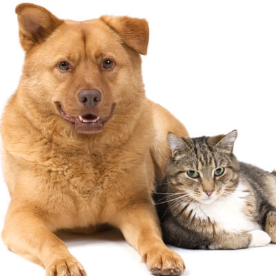 Welcome to Pet Station - Cat and dog